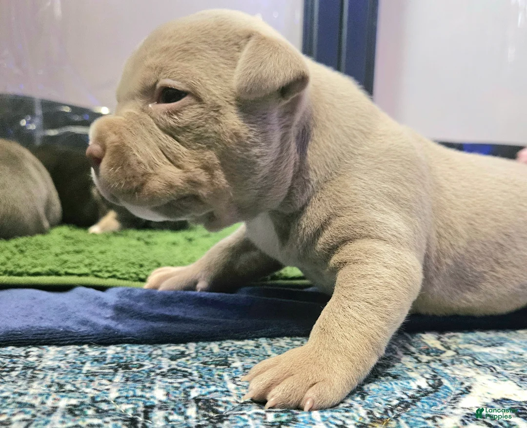 American Bully dogs for sale: American Bully - Bongo  - Ad 1