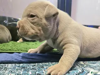 American Bully dogs for sale: American Bully - Bongo - Ad 2