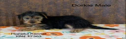 Dorkie dogs for sale: Diesel - Ad 1