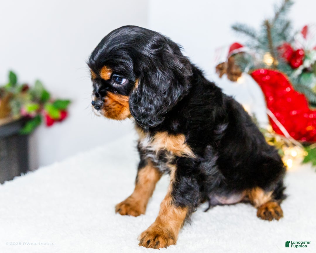 Cavalier King Charles Spaniel dogs for sale: Garland - Ad 4