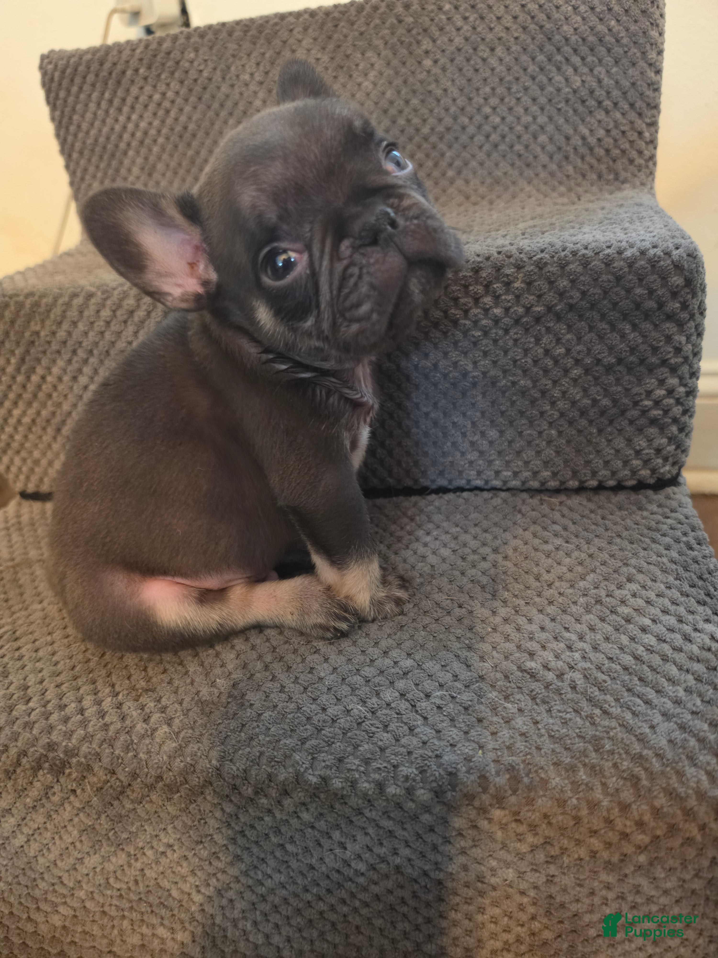 French Bulldog dogs French Bulldog 1 - Ad 9