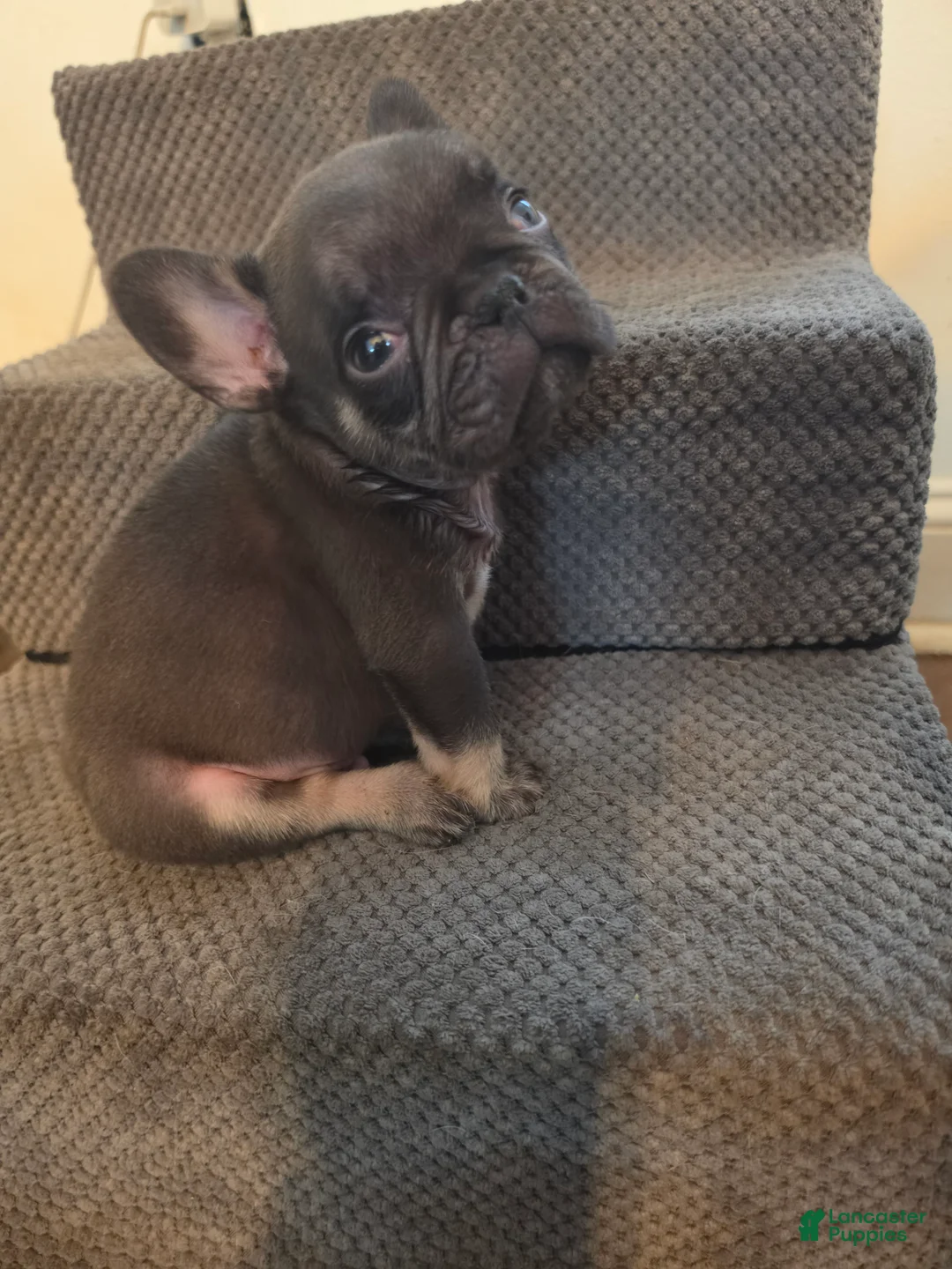 French Bulldog dogs for sale: French Bulldog 1 - Ad 1