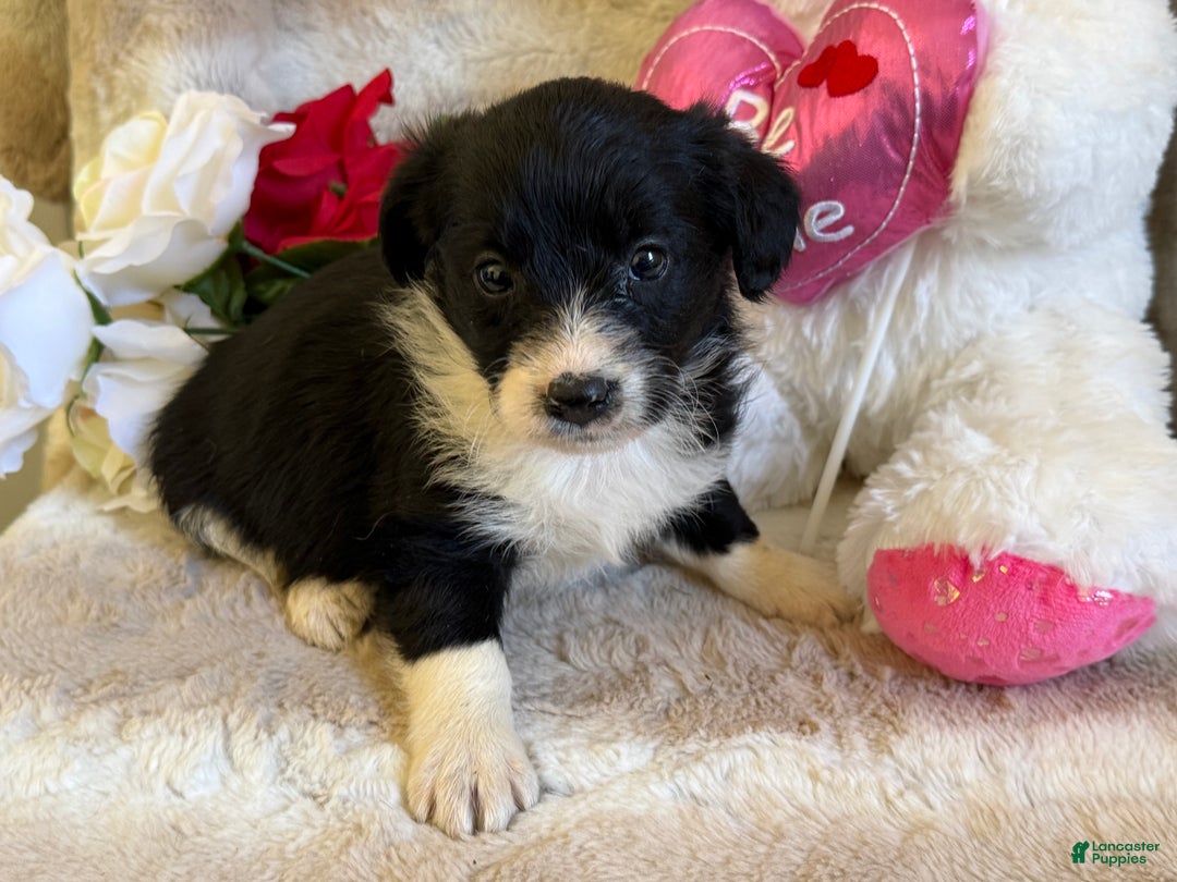 Mixed Breed dogs for sale: Dove  - Ad 1