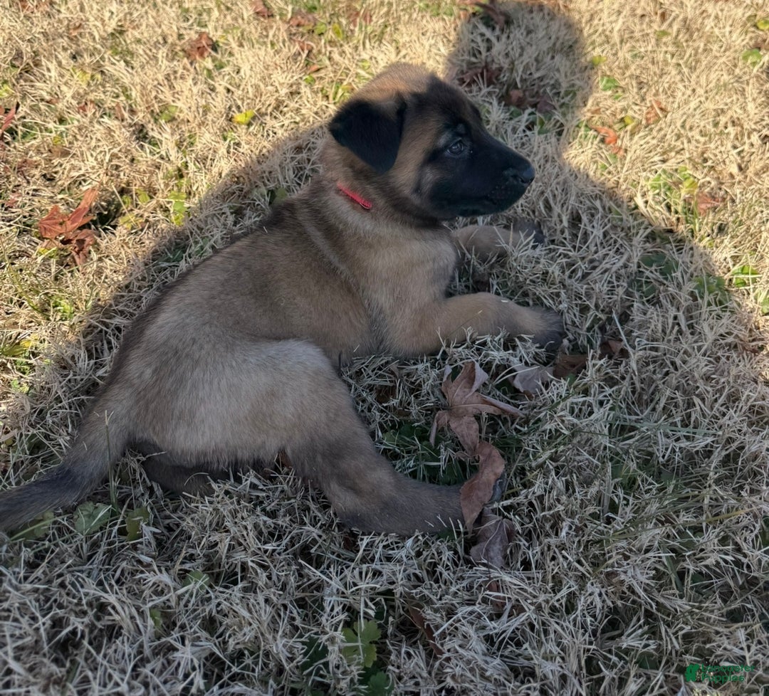 Belgian Malinois dogs for sale: Belgian Malinois Puppy 7 - Ad 3