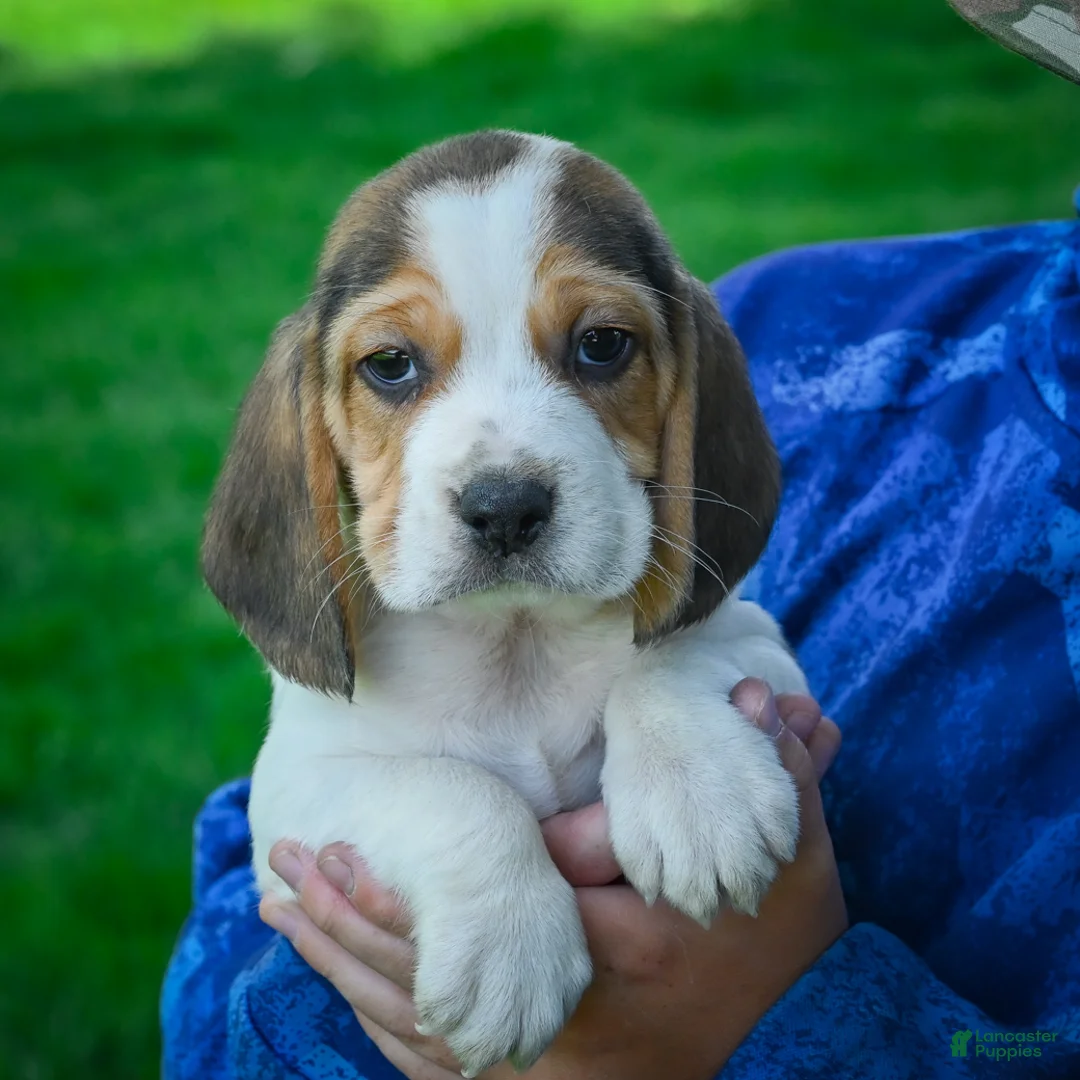 Beagle dogs for sale: Noah - Ad 2