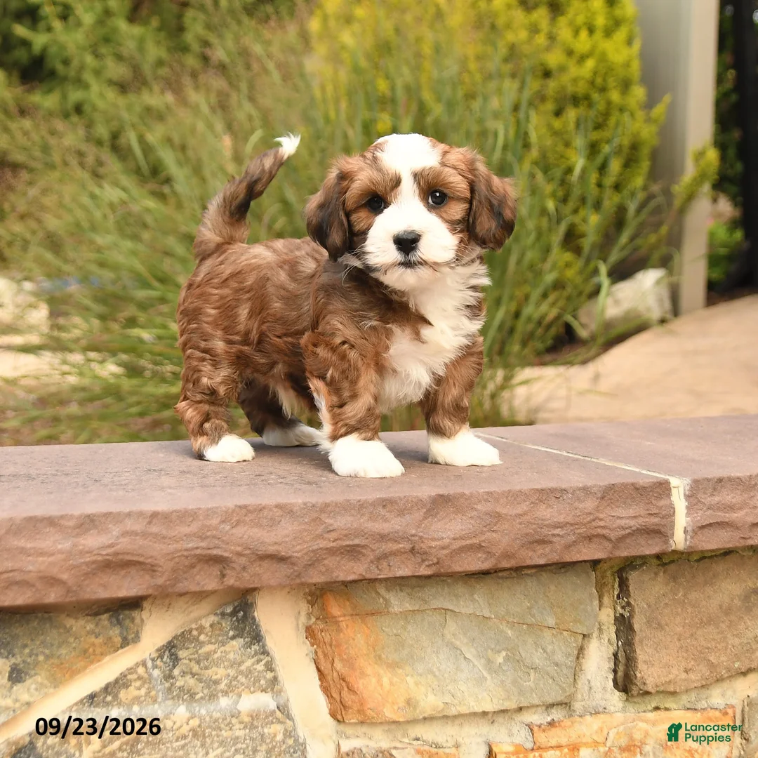 Havanese dogs for sale: Prince   - Ad 1