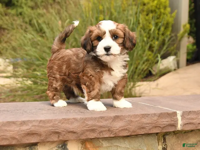 Havanese dogs for sale: Prince - Ad 1