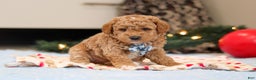 Goldendoodle dogs for sale: Florenzo - Ad 9