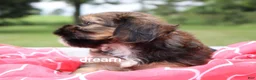 Mixed Breed dogs for sale: Jolie - Ad 6