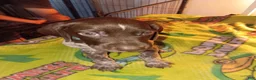 German Shorthaired Pointer dogs for sale: German Shorthaired Pointer 1 - Ad 2