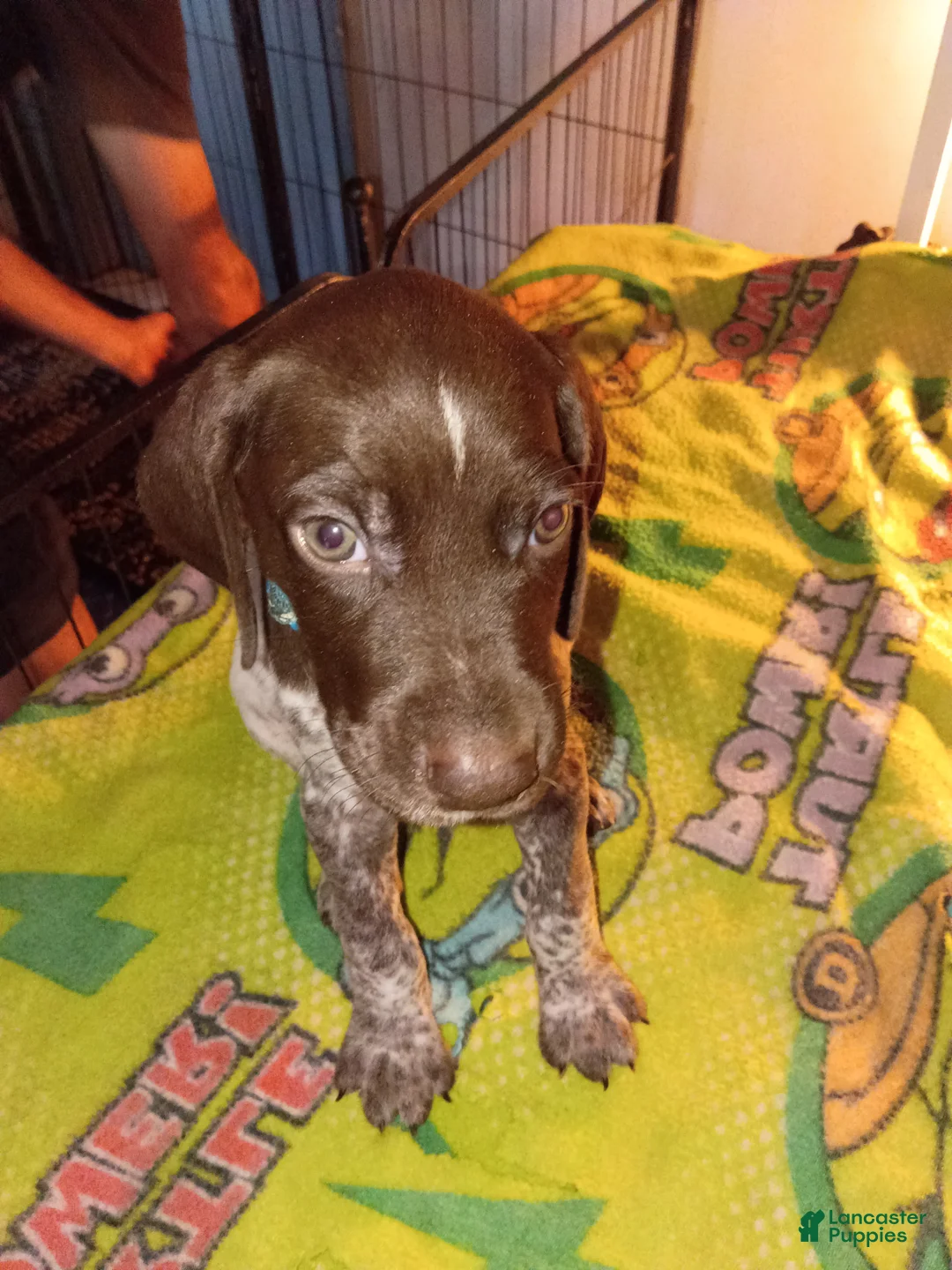 German Shorthaired Pointer dogs for sale: German Shorthaired Pointer 1 - Ad 2