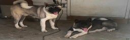 Akita dogs for sale: Akita Puppy 1 - Ad 4