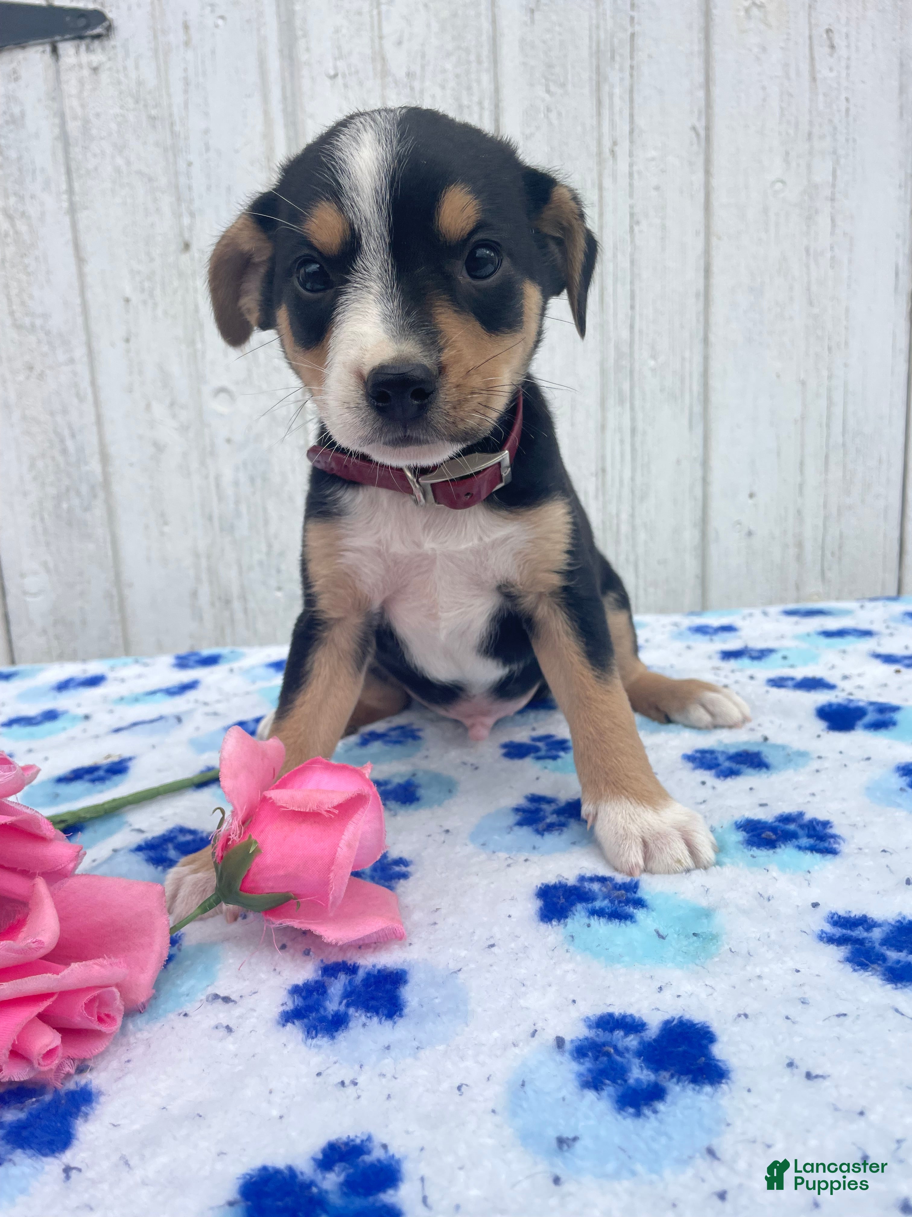 Mixed Breed dogs Grant - Ad 29