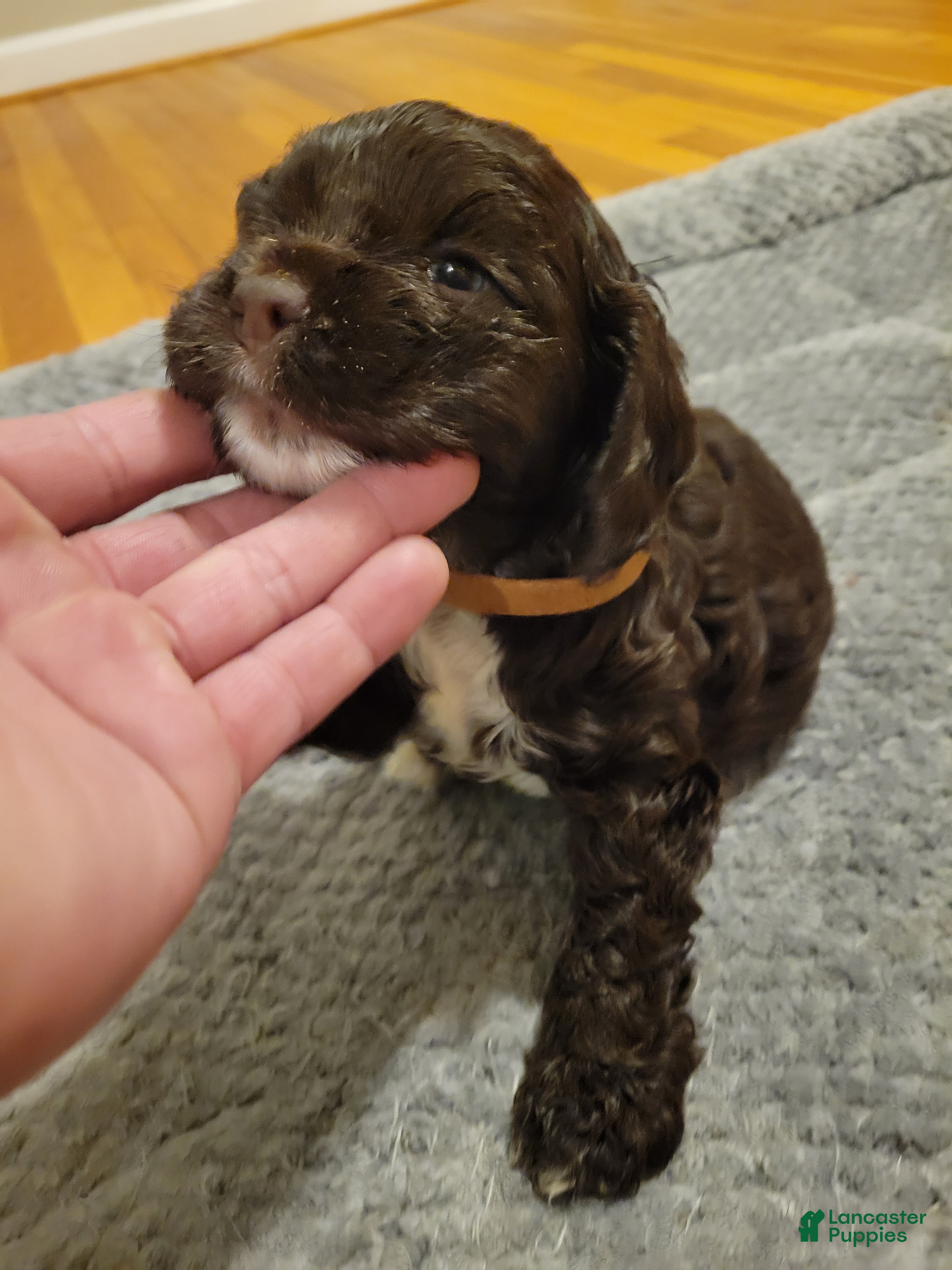 Cocker Spaniel dogs for sale: Cocker Spaniel Puppy 2 - Ad 3