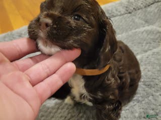 Cocker Spaniel dogs for sale: Cocker Spaniel Puppy 2 - Ad 3