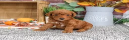 Miniature Poodle dogs for sale: Apollo - Ad 5