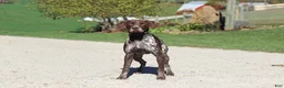 German Shorthaired Pointer dogs for sale: Annie - Ad 12