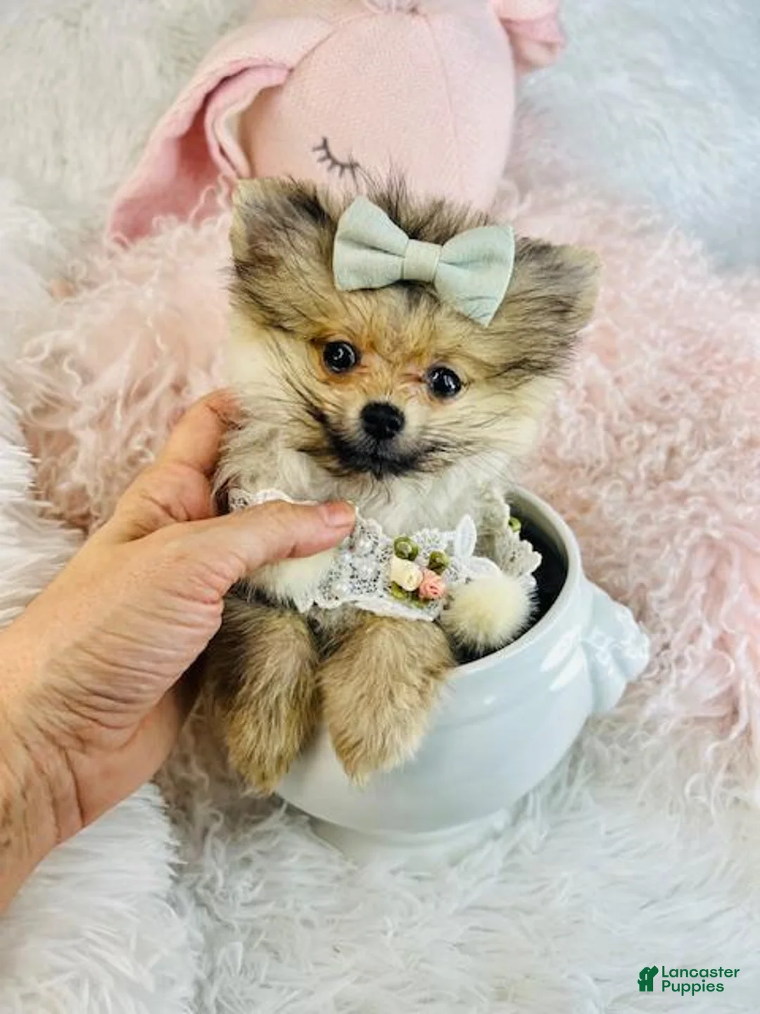 Pomeranian dogs for sale: Pomeranian Puppy 1 - Ad 2