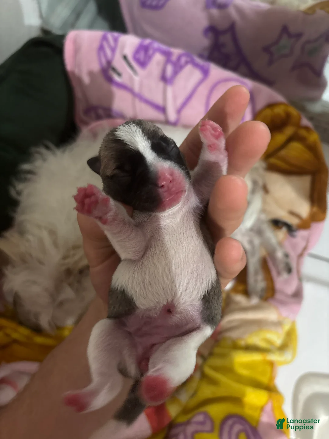 Jack Chi dogs for sale: Jack Chi Puppy 4 - Ad 1