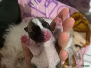 Jack Chi dogs Jack Chi Puppy 4 - Ad 2