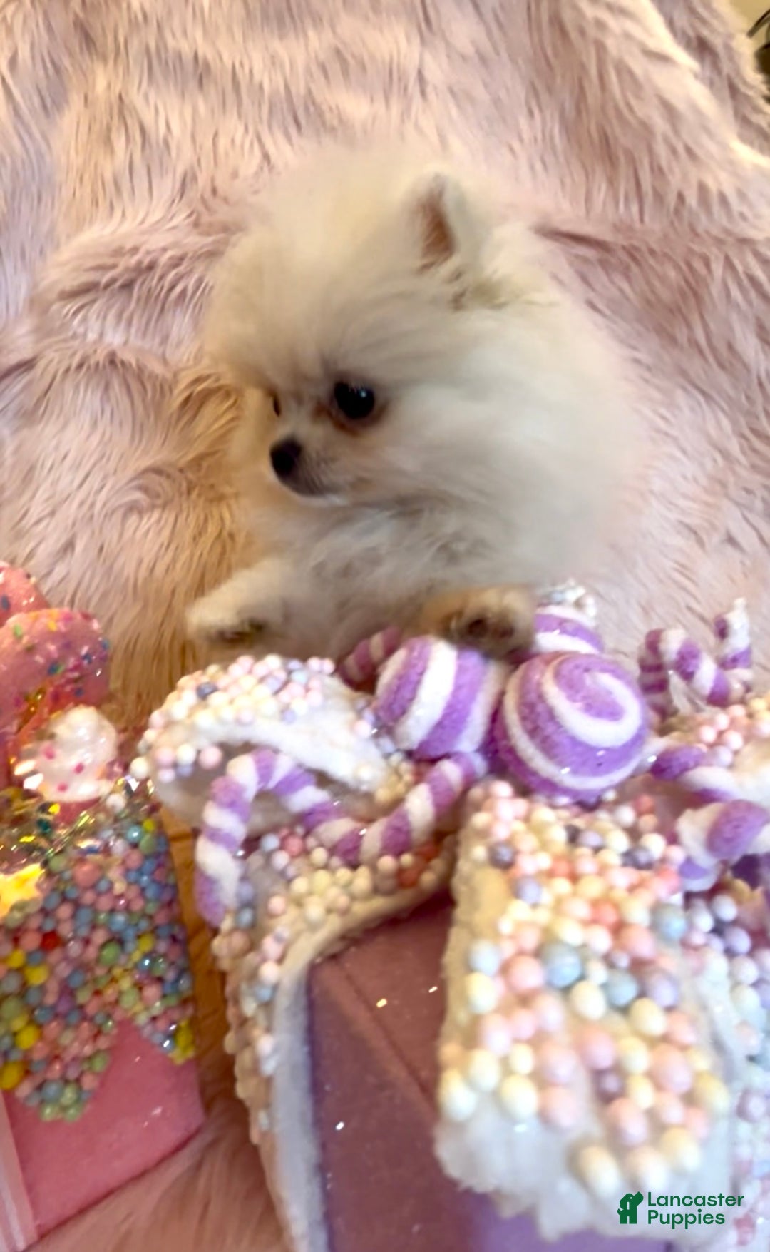 Pomeranian dogs for sale: Lynette AKC Registered full rights  - Ad 33