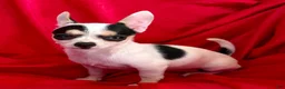 Chihuahua dogs for sale: Spicy - Ad 5