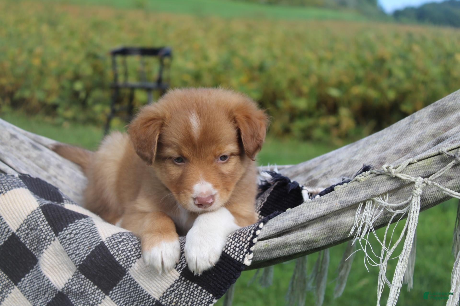 Mixed Breed dogs Lansing - Ad 2