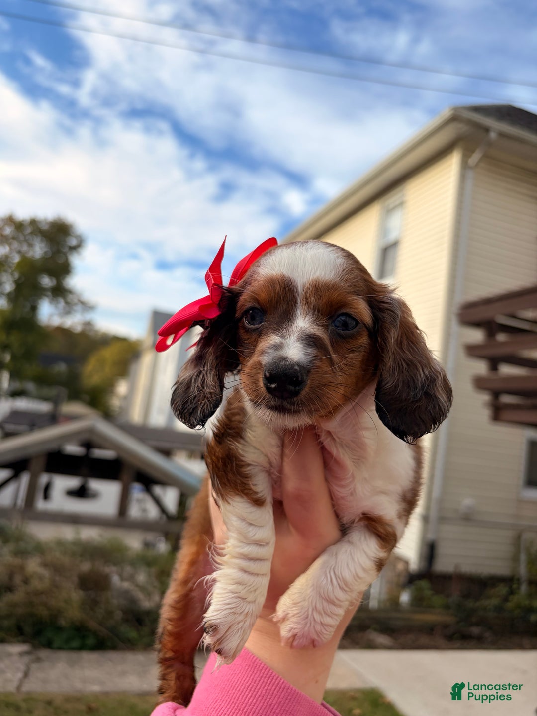 Miniature Dachshund dogs for sale: Hazel - Ad 7
