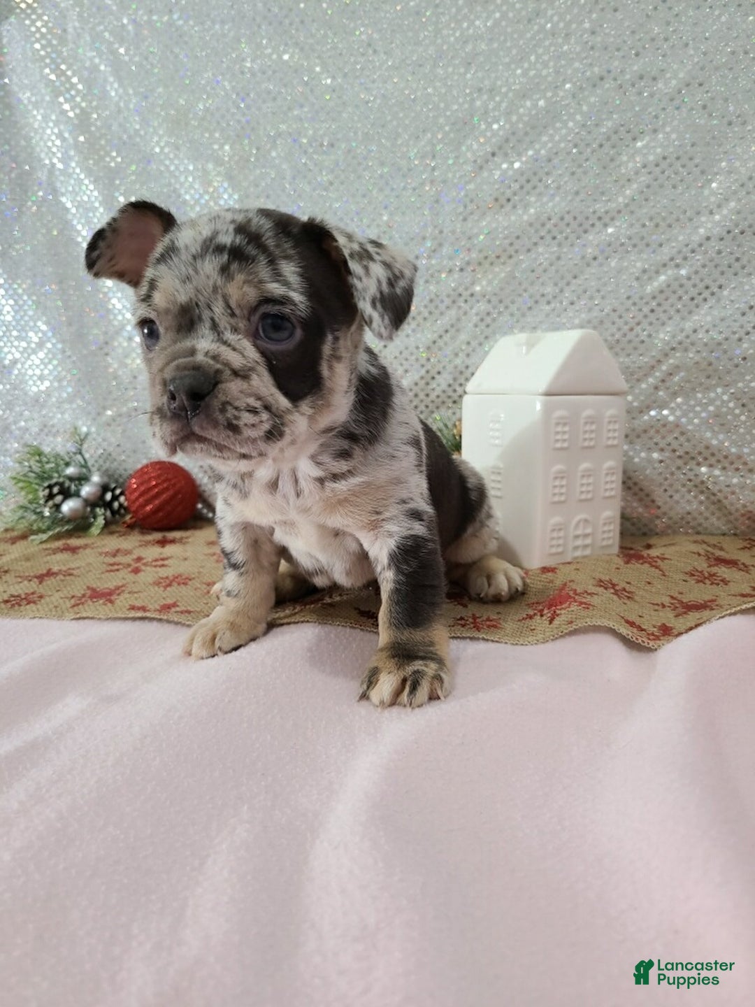 French Bulldog dogs for sale: Spotty - Ad 1