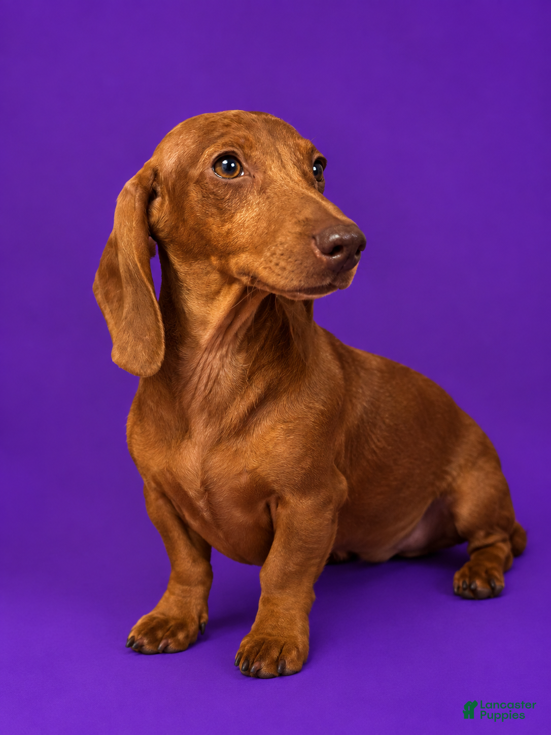 Miniature Dachshund dogs Miniature Dachshund 1 - Ad 11