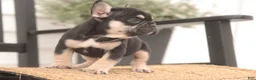 French Bulldog dogs for sale: Finn French Bulldog  - Ad 3