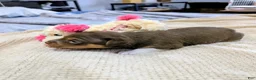 Rat Terrier dogs for sale: Jason - Mini Rat  - Ad 3