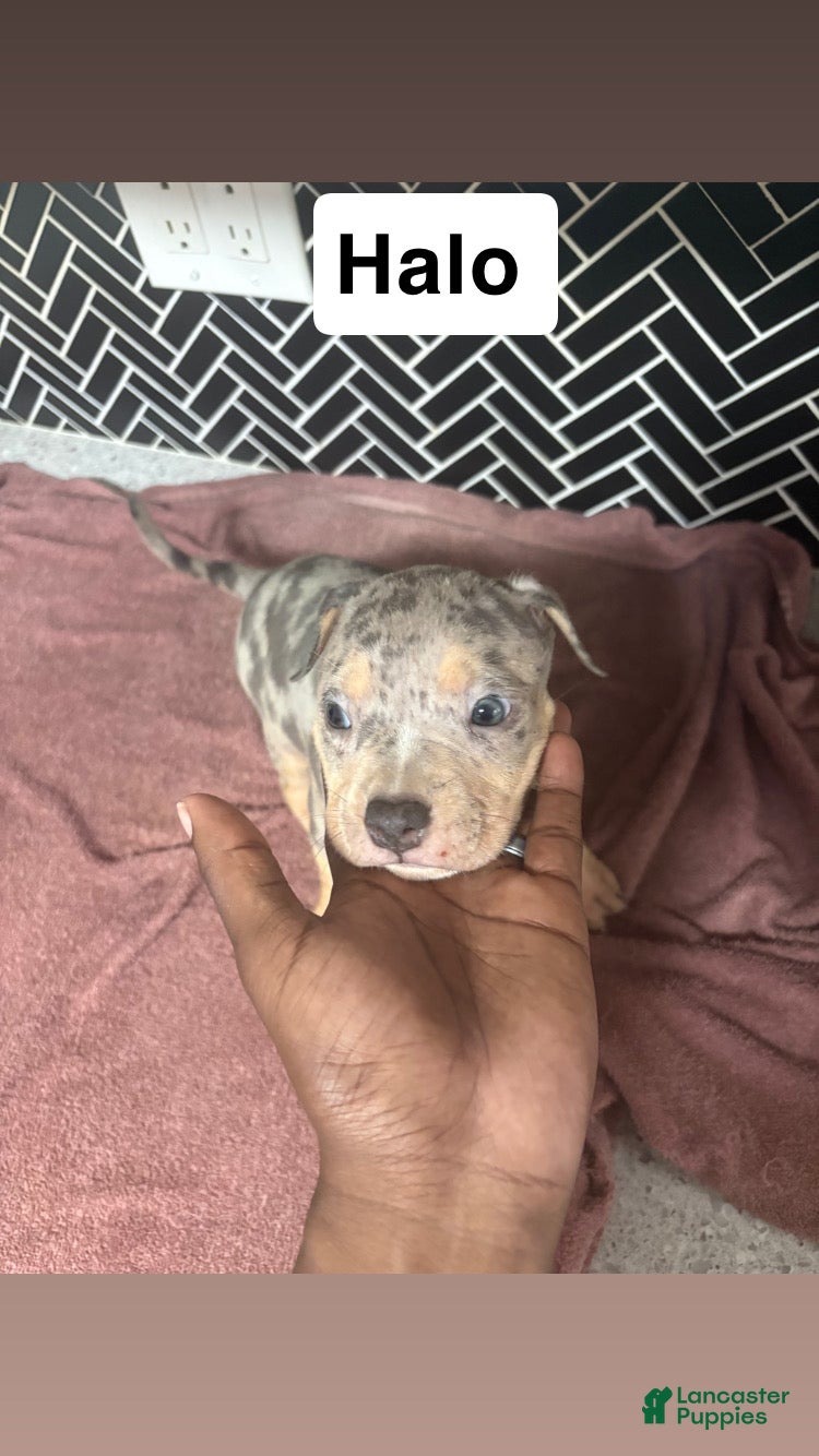 American Bully dogs American Bully Puppy 1 - Ad 25