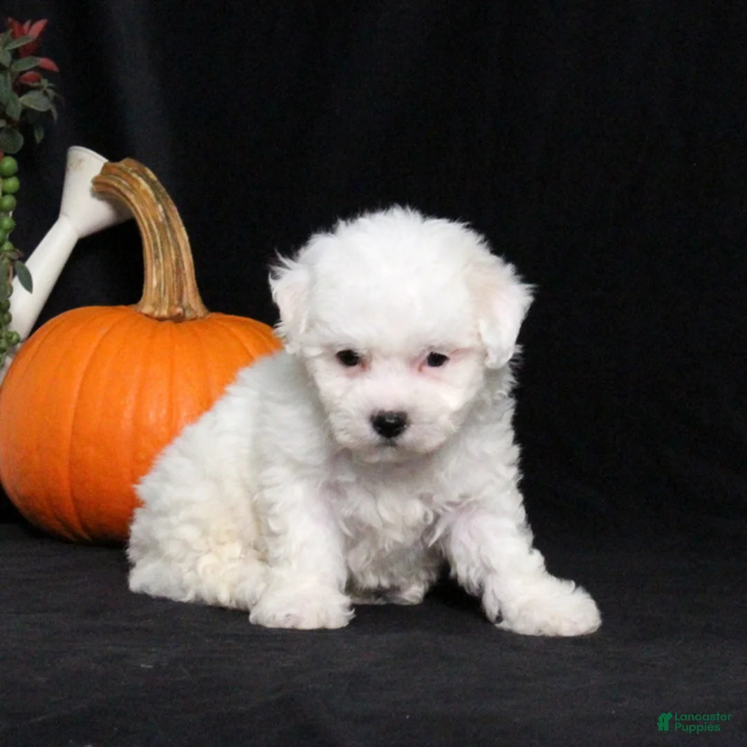 Bichon Frise dogs for sale: Lady - Ad 1