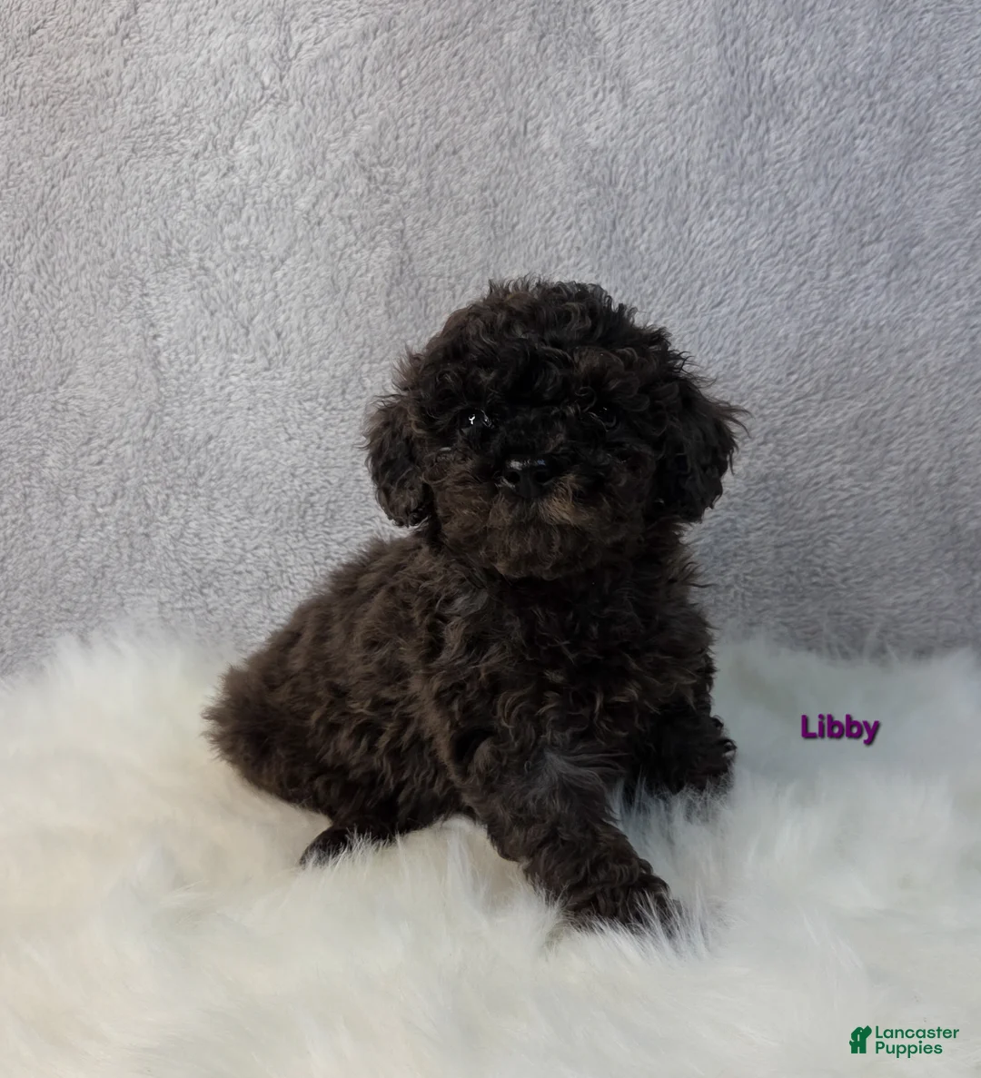 Miniature Poodle dogs for sale: Libby - Ad 4