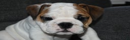 English Bulldog dogs for sale: Olaf - Ad 2