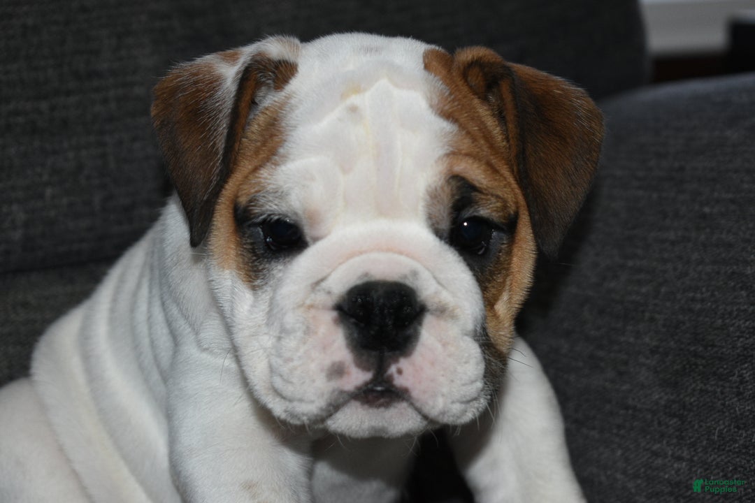 English Bulldog dogs for sale: Olaf - Ad 2