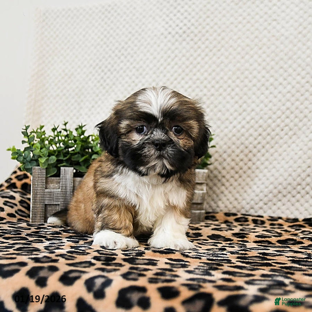 Shih Tzu dogs for sale: Patches - Ad 3