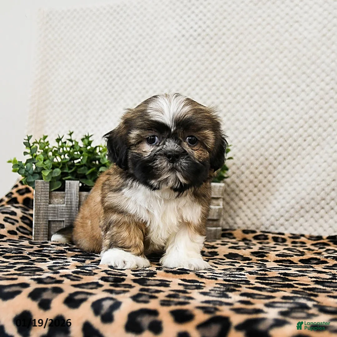 Shih Tzu dogs for sale: Patches - Ad 3