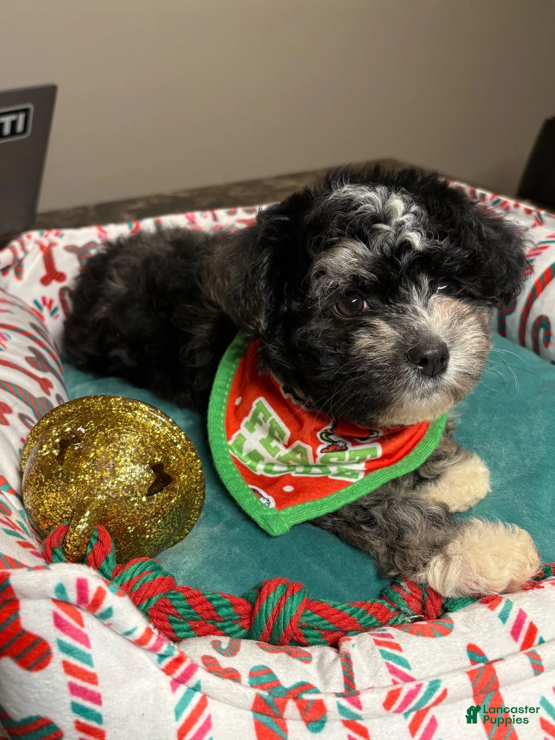 Cavapoo dogs for sale: Cavapoo 1 - Ad 2