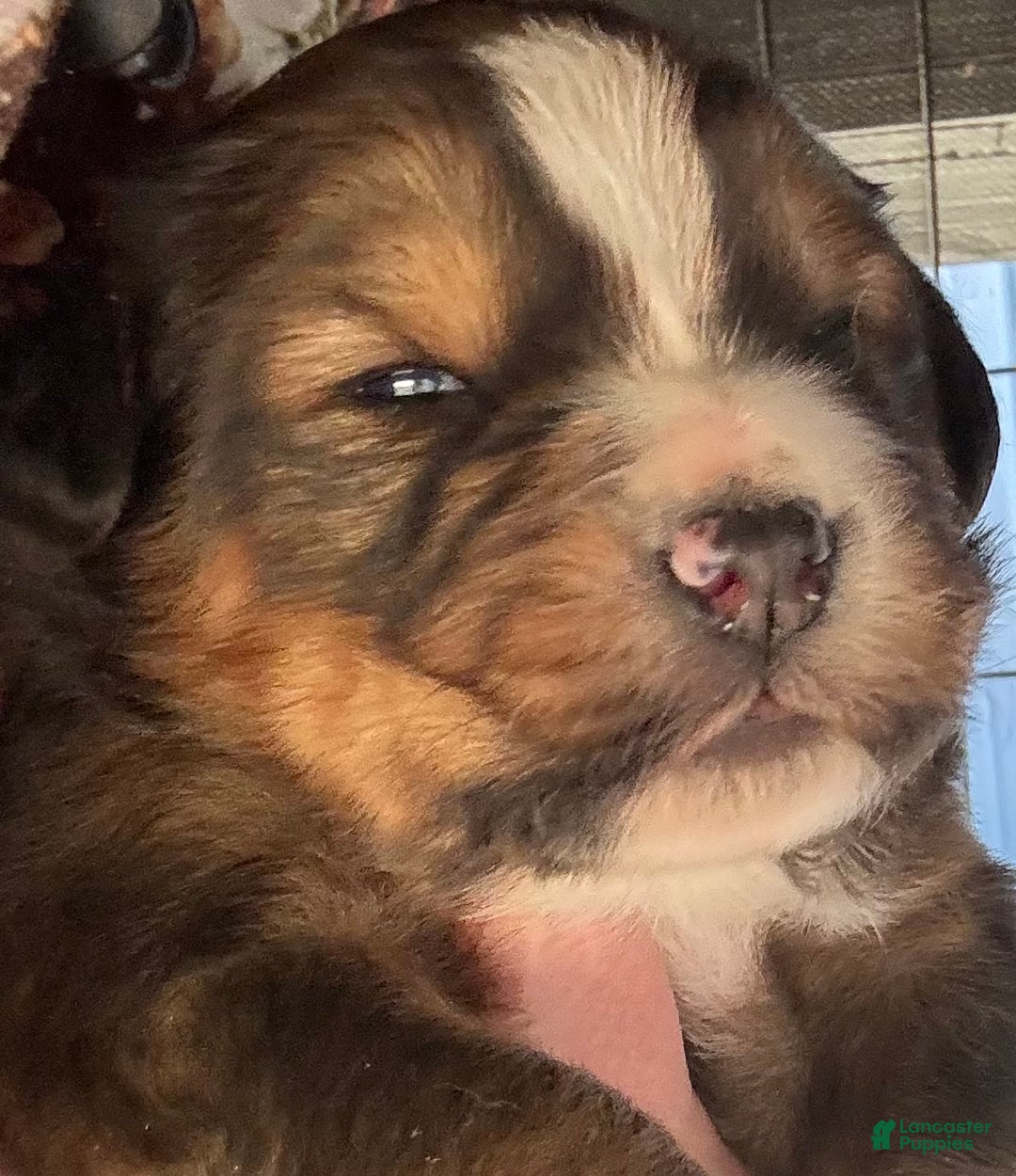 Mixed Breed dogs for sale: Tibetan Mastiff/Bernese Mountain Dog Male 2 - Ad 5