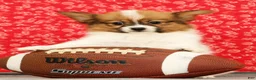 Papillon dogs for sale: Zion - Ad 4