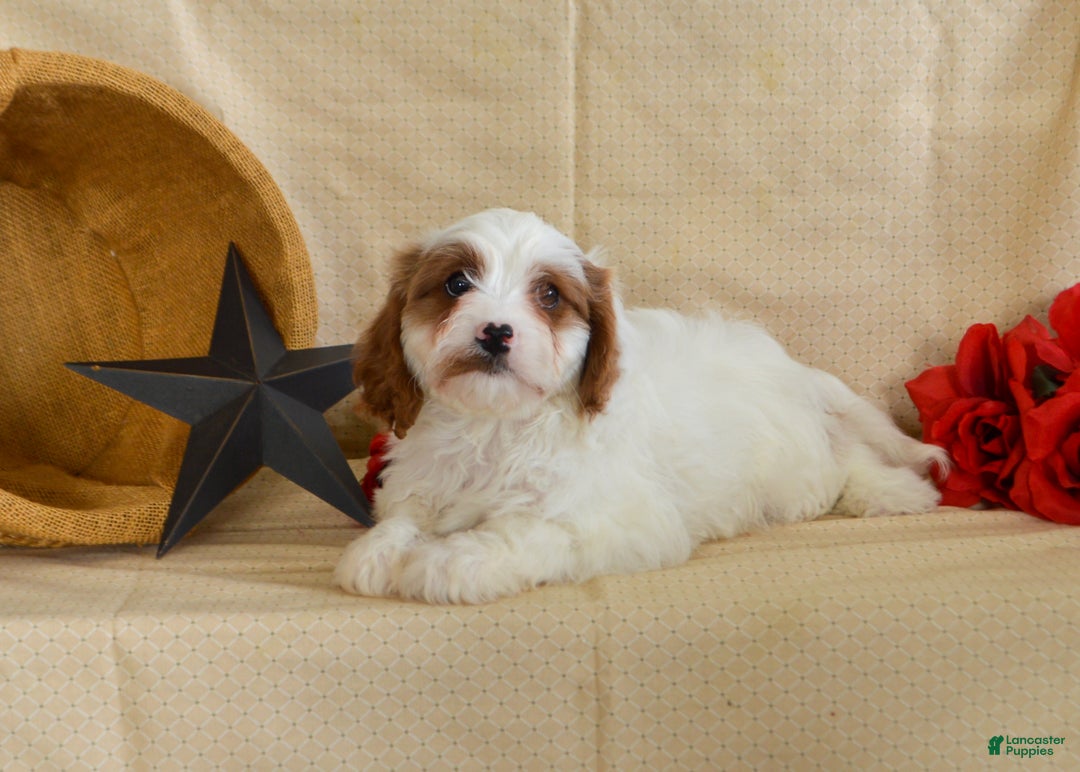 Cavapoo dogs for sale: Ricardo 🎄🎁 Adoption Special - Ad 2