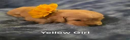 Golden Retriever dogs for sale: Yellow Girl - Ad 6