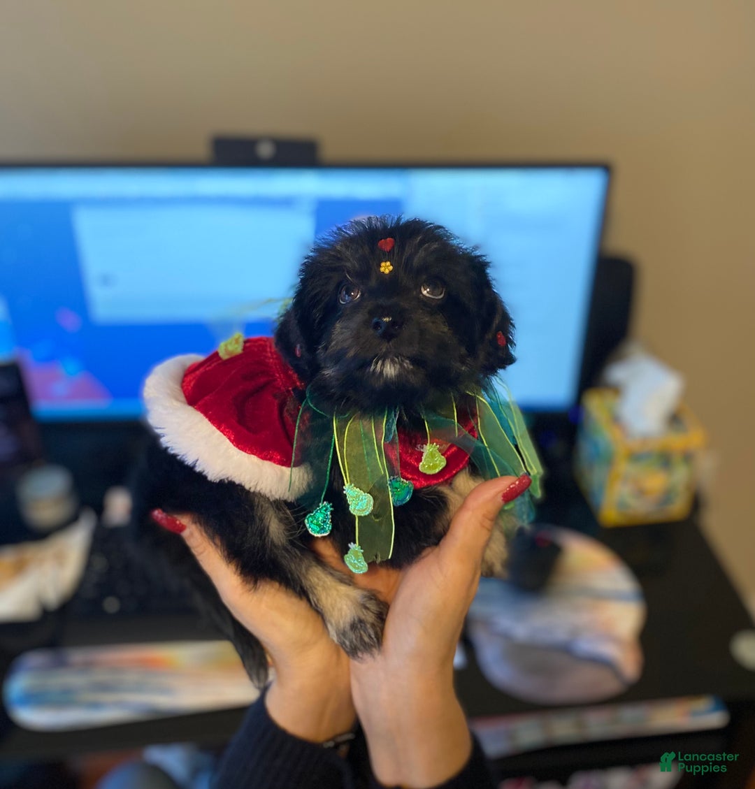 Shorkie dogs for sale: Shorkie Puppy 1 - Ad 2