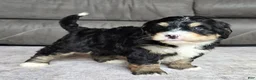 Mini Bernedoodle dogs for sale: Mini Willow - Ad 5