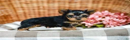 Yorkshire Terrier dogs for sale: Mickey - Ad 6