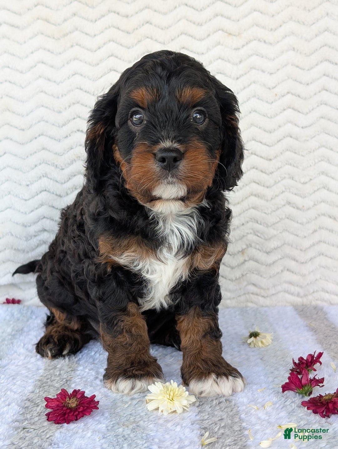 Cavapoo dogs for sale: Abby - Ad 15