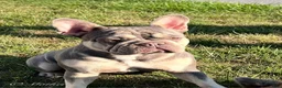 French Bulldog dogs for sale: Snoot - Ad 6