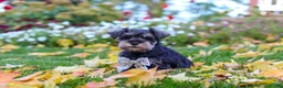 Miniature Schnauzer dogs for sale: Leon - Ad 8
